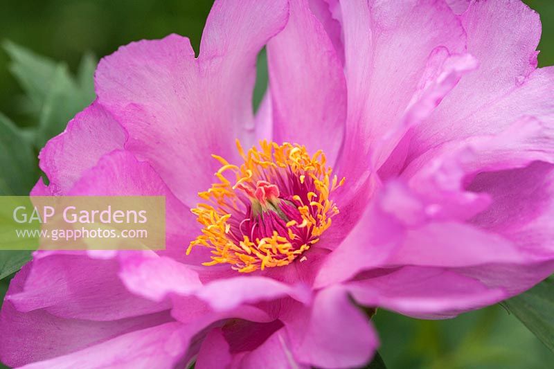 Paeonia 'First Arrival'