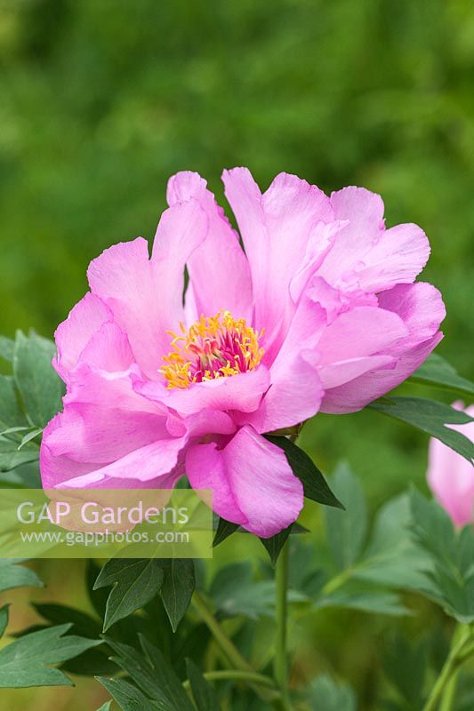 Paeonia 'First Arrival' - Peony 