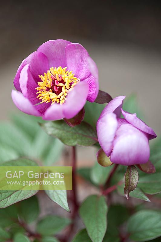 Paeonia cambessedesii - Majorcan peony 