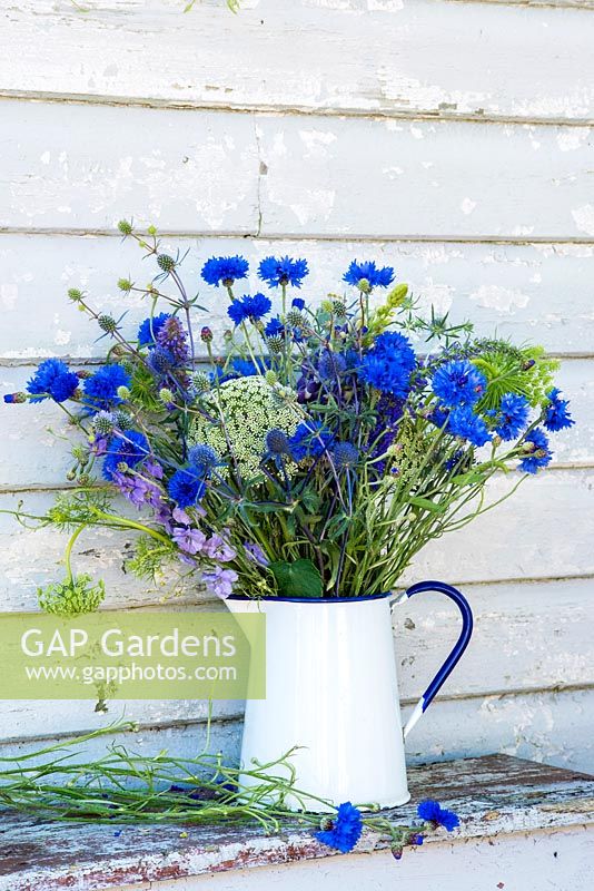 Cornflowers, Ammi visnaga and Eryngium in enamel jug.