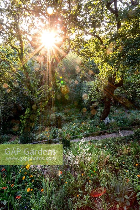 Sun bursting through trees in lower woodland garden. Pam Woodall's garden, 'Pinecombe' in Dorset, UK