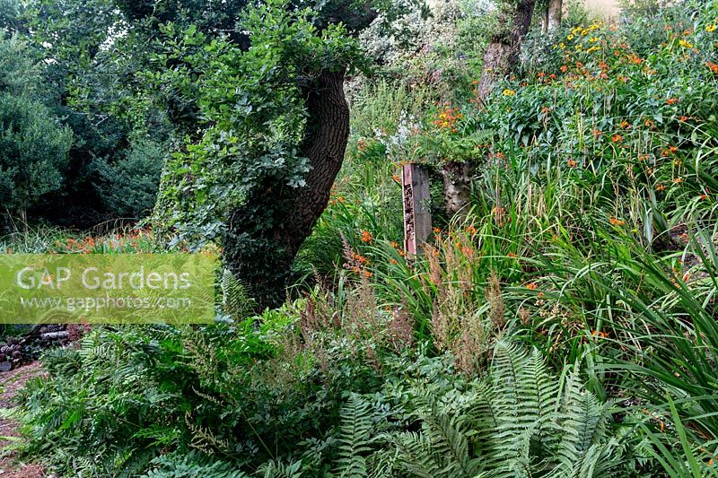 Lower woodland garden. Pam Woodall's garden, 'Pinecombe' in Dorset, UK