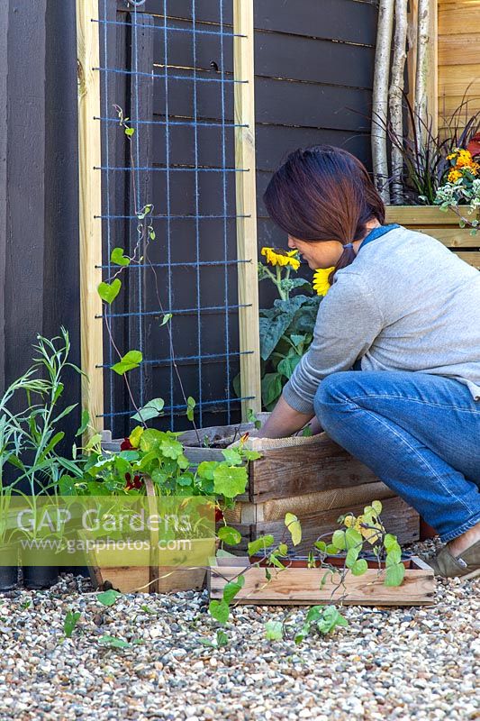 Woman planting young Ipomoea plants by the trellis. 
