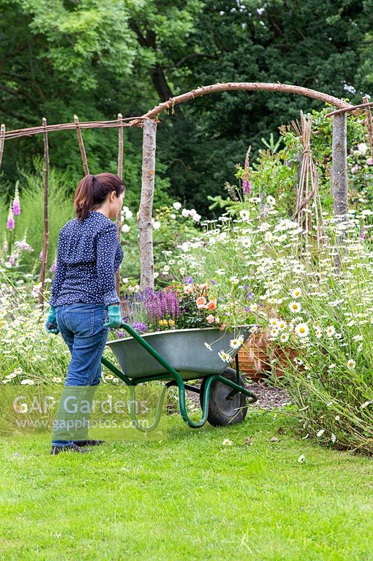 Woman with wheelbarrow in garden with selection of plants ready for planting. 