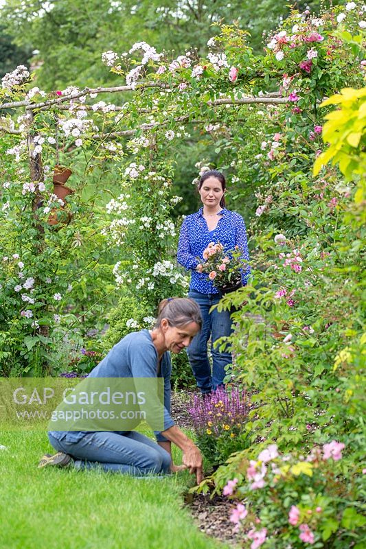 Woman in rose garden carrying peach coloured patio rose in pot ready for planting, while woman digs planting hole.