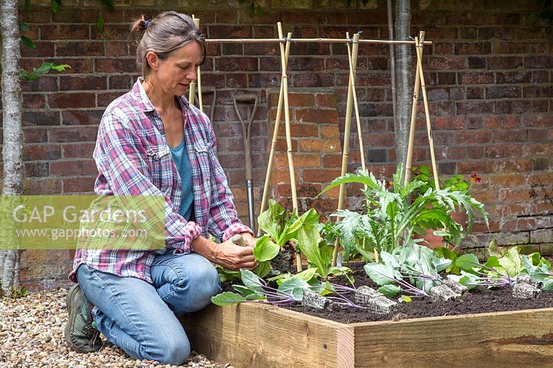 Planting lettuce plugs in newly renovated raised bed