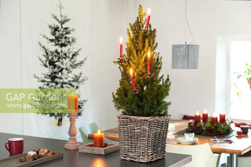 Picea glauca var. albertiana 'Conica' Zuckerhutfichte in a basket on a table, decorated with candles.