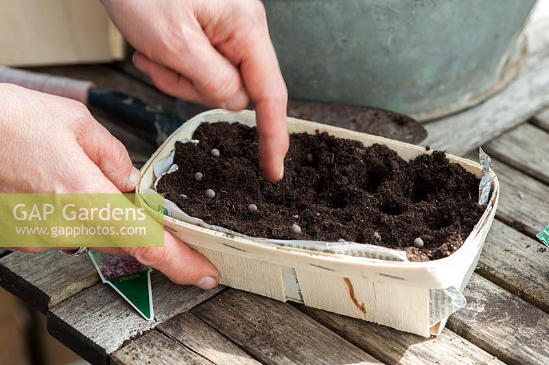 sowing set on a table -  small bowl for sowing and a hand pushing seeds 
Latyrus odoratus