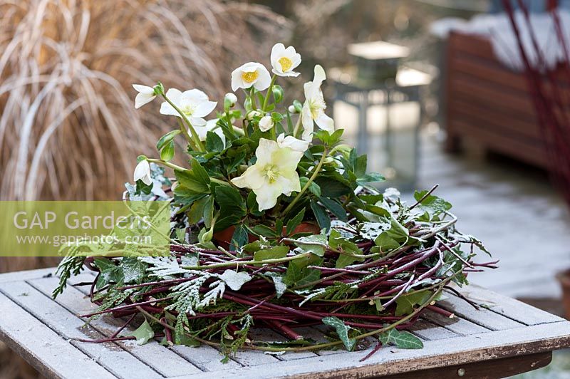 Wreath bonded out of ivy Hedera helix , cornus, thuja covered by white frost or powder snow, placed on a wooden table in a winter garden. a pot with hellebore is inside the wreath.