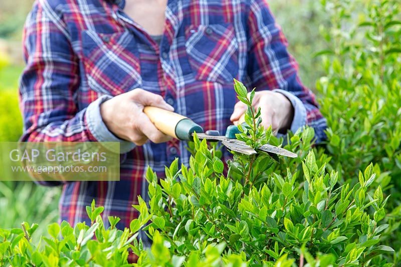 Woman cutting hedge of Ligustrum ovalifolium - Privet with shears