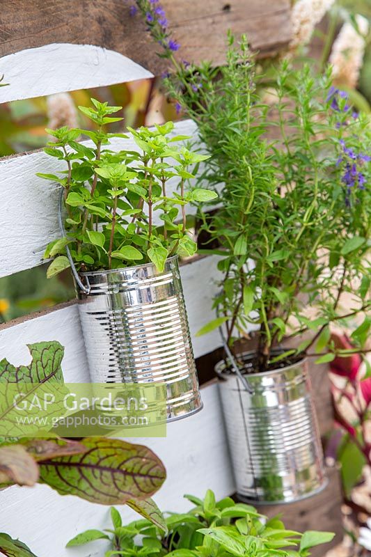 Herbs in tin cans fixed to pallet