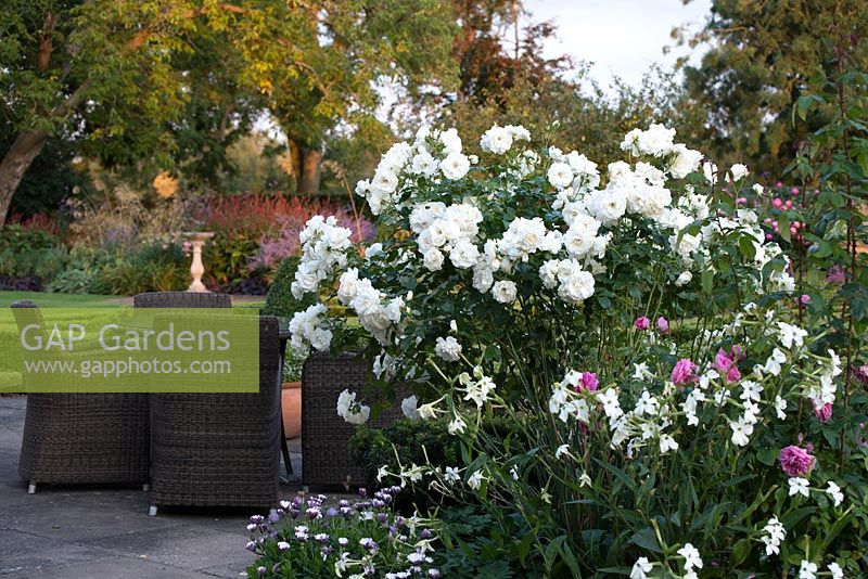View of flowering border with Nicotiana alata 'Grandiflora', Rosa 'Gertrude Jekyll' and Rosa 'Iceberg' by garden table and chairs. 