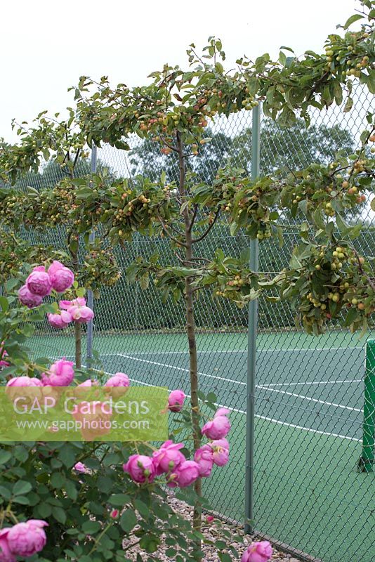 Malus robusta 'Red Sentinel' - crab apple - trained as an espalier to help disguise the tennis court. 