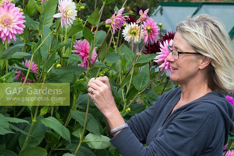 Woman disbudding Dahlias to produce larger flowers.  