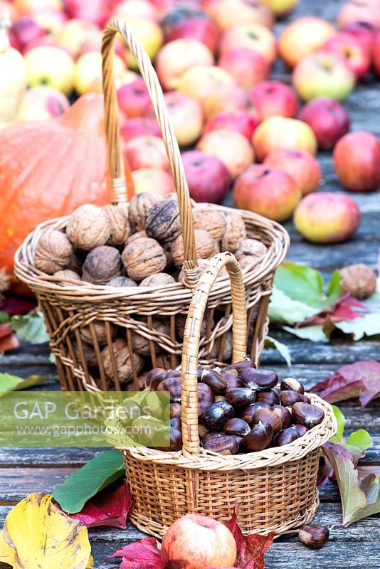 Baskets of harvested nuts in garden.