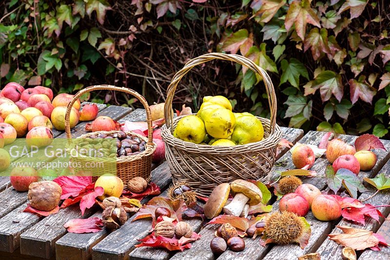 Autumnal display of harvested fruit, leaves, nuts and mushrooms.
