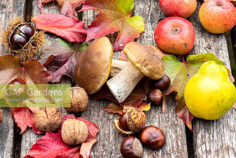 Autumn display of nuts, mushrooms, apples and fallen leaves on wooden surface. 