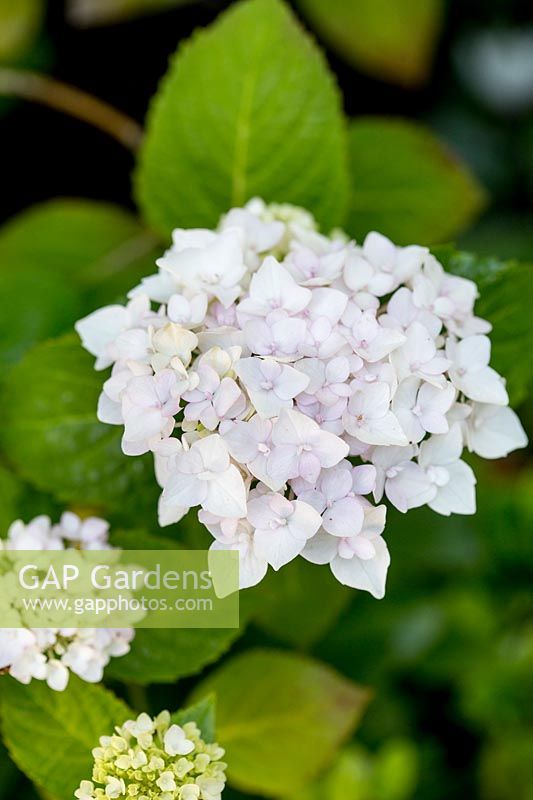 Close up of flowering white Hydrangea 
