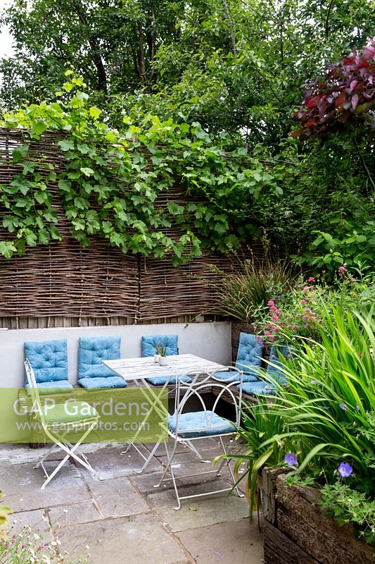 Willow hurdle fencing with Vitis vinifera around seating on North London patio.