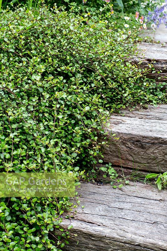 Muehlenbeckia complexa - Australian ivy - growing over wooden railway sleeper steps. 