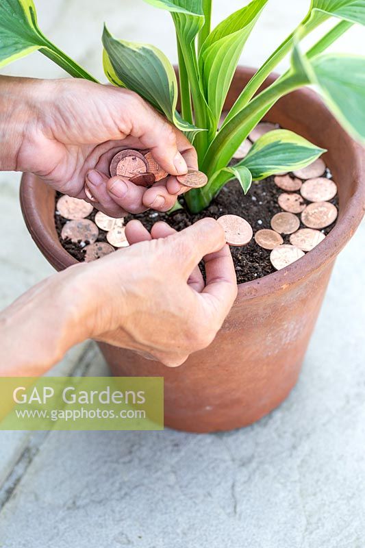 Hosta var. Aureomarginata - using copper coins to repel slugs