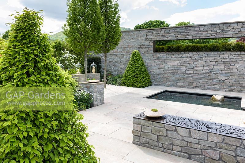 Carpinus betulus pyramid in Royal Porcelain Works - The Collector's Garden, RHS Malvern Spring Festival, 2018.