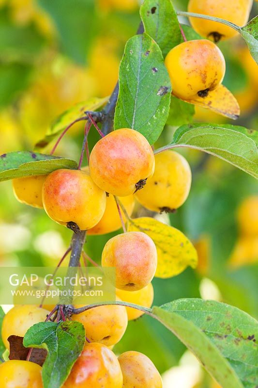 Malus 'Butterball' - Crab Apple fruit