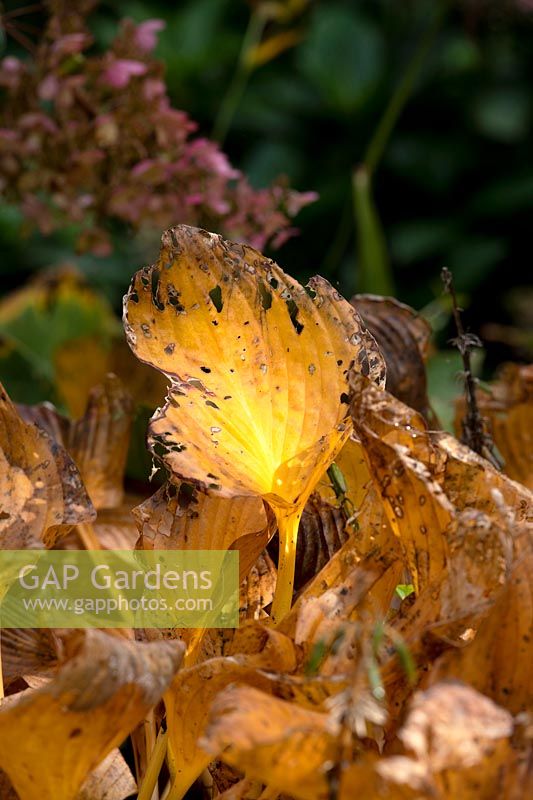 Hosta sieboldiana x tardiflora - dying back 