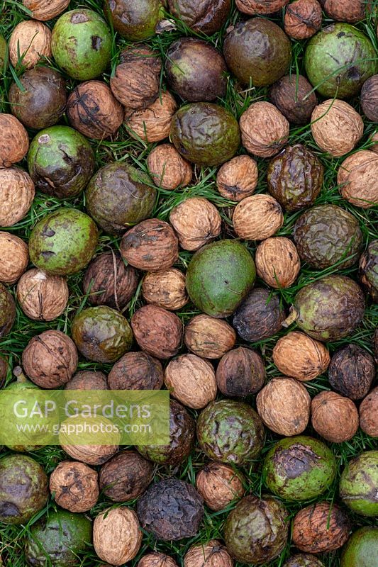 Juglans regia - Foraged walnuts on the grass. 