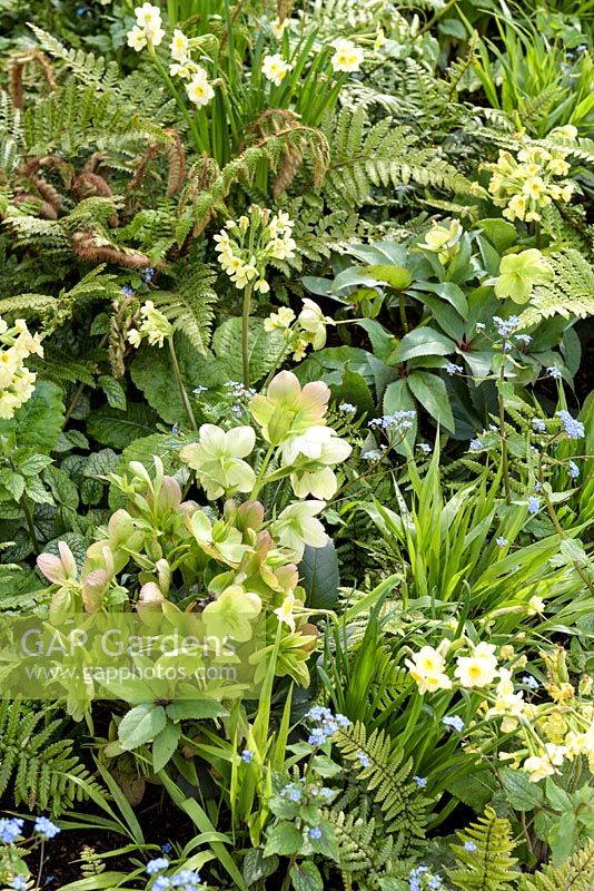 Mixed planting with ferns, hellebores , Primula elatior, Brunnera and  Narcissus 'Minnow'-   'The Landform Spring' Garden - Ascot Spring Garden Show, 2018. 