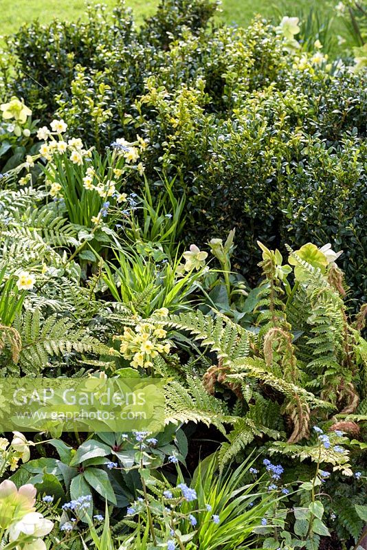 Mixed planting with Buxus sempervirens, ferns, hellebores , Primula elatior, Brunnera and  Narcissus 'Minnow'-  'The Landform Spring' Garden - Ascot Spring Garden Show, 2018.