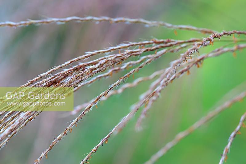 Miscanthus transmorrisonensis.