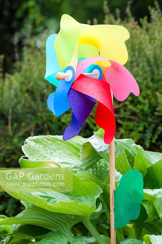 Multicoloured windmills with Hosta 'Big Daddy' - Sieboldiana hybrid, to deter  pigeons. 