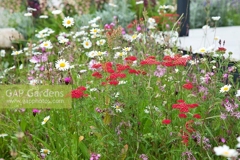 Meadow planting includes Achillea millefolium 'Red Velvet', Lychnis flos-cuculi and ox-eye daisy - 'A Family Garden', sponsored by CCLA, RHS Chatsworth Flower Show, 2018.
