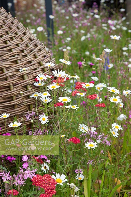 Meadow planting includes Achillea millefolium 'Red Velvet', Lychnis flos-cuculi, Dianthus carthusianorum Silene dioica and ox-eye daisy - 'A Family Garden', sponsored by CCLA, RHS Chatsworth Flower Show, 2018.
