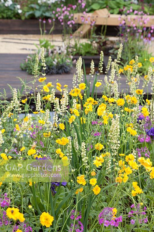 Planting combination of Geum 'Lady Stratheden', Heuchera 'Thomas', Iris sibirica 'Blue KIng' and Primula beesiana - The Great Outdoors Garden, Sponsered by Allgreen Group Handspring Design Knowl Park Nurseries, RHS Chatsworth Flower Show, 2018.