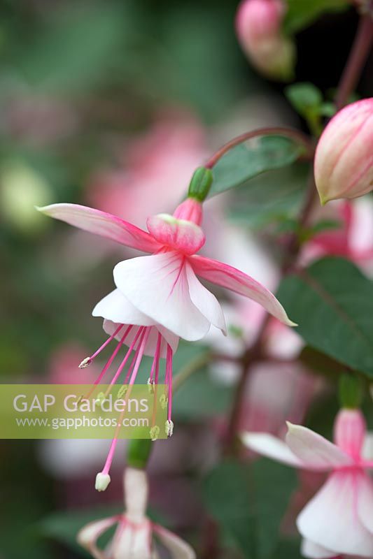 Fuchsia 'Elma'