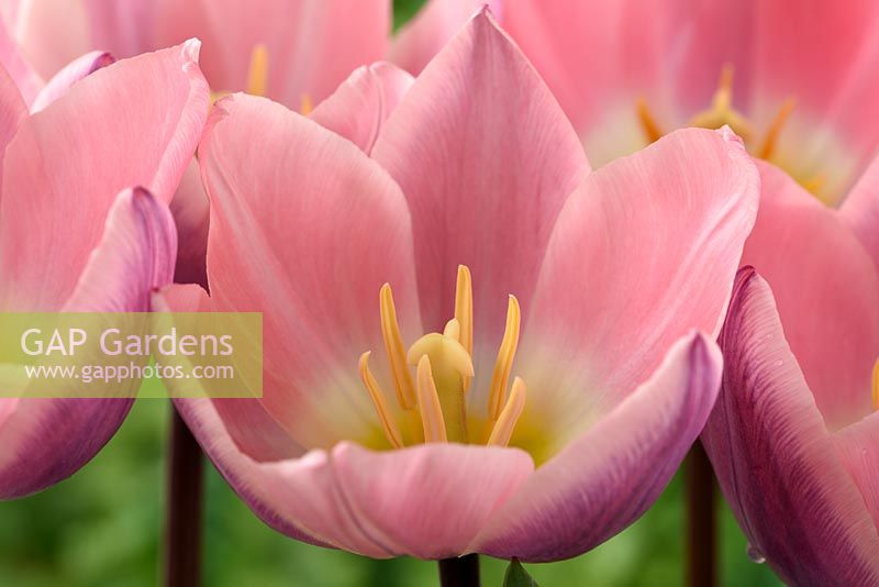 Tulipa 'Light and Dreamy' - Tulip  