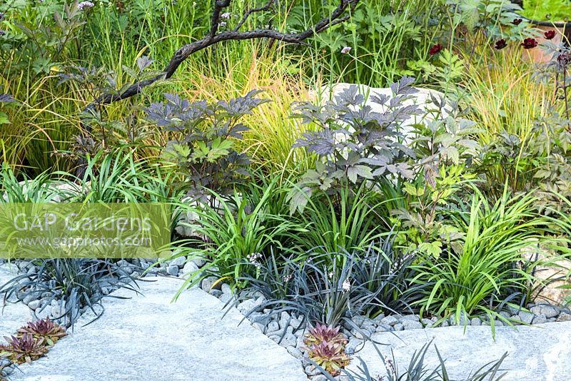 Stone path edged with Ophiopogon planiscapus 'Nigrescens'and Actaea simplex Atropurpurea. 'Elements Mystique', RHS Hampton Flower Show, 2018