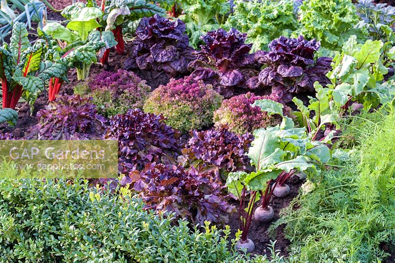 Lettuce 'Lettony','Lollo Rossa' and'Nymans'. 'RHS Growing Community Garden', RHS Hampton Flower Show, 2018 