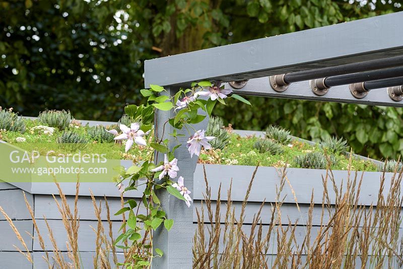 Pergola with Clematis 'Nelly Moser' and green roof on shed. 'Secured by Design', RHS Hampton Flower Show, 2018 
