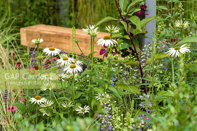 Wooden bench with perennials. 'Secured by Design', RHS Hampton Flower Show, 2018 
