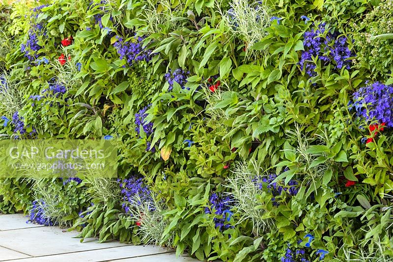 Living wall of herbs with Helichrysum, Salvia, Mentha and Melissa. 'RHS Grow Your Own with The Raymond Blanc Gardening School', RHS Hampton Flower Show, 2018