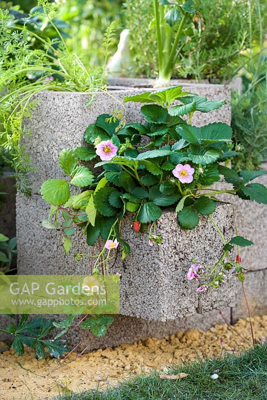 Fragaria x ananassa, Pink-Flowering Strawberry. 'RHS Grow Your Own with The Raymond Blanc Gardening School', RHS Hampton Flower Show, 2018