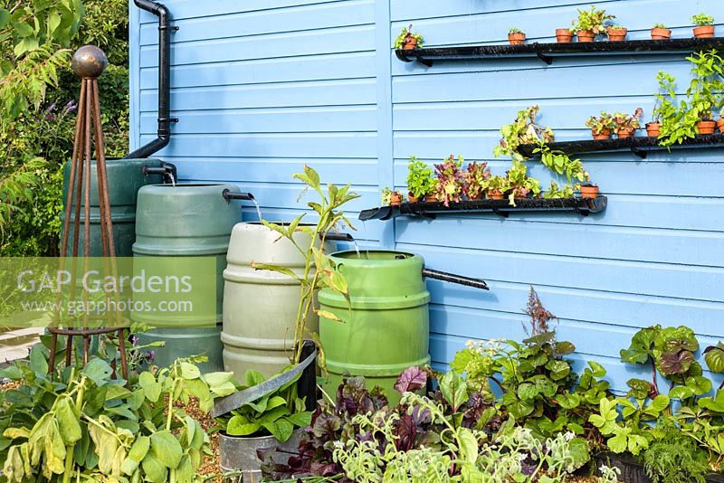 Water butts in front of blue shed - RHS Grow Your Own with The Raymond Blanc Gardening School, RHS Hampton Flower Show, 2018.