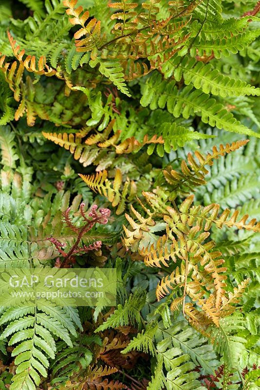 Dryopteris erythrosora - Japanese shield fern