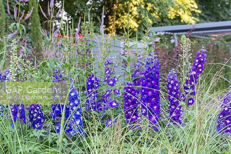 Blue Delphiniums in a raised bed with Veronicastrum virginicum 'Fascination' - Secured by Design, Sponsored by Secured By Design, Capel Manor College, Smartwater, RHS Hampton Court Palace Flower Show, 2018.