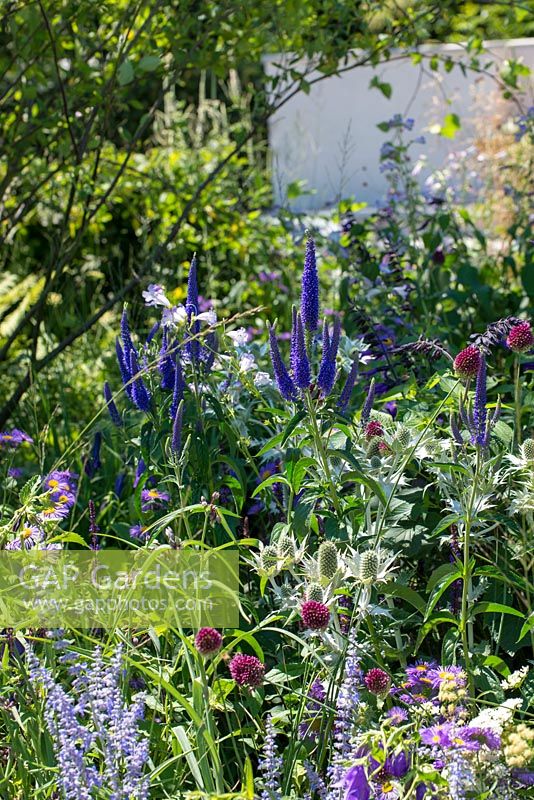 Mixed border - The South West Water Green Garden, RHS Hampton Court Palace Flower Show 2018