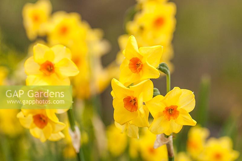 Narcissus 'Martinette' - daffodil 