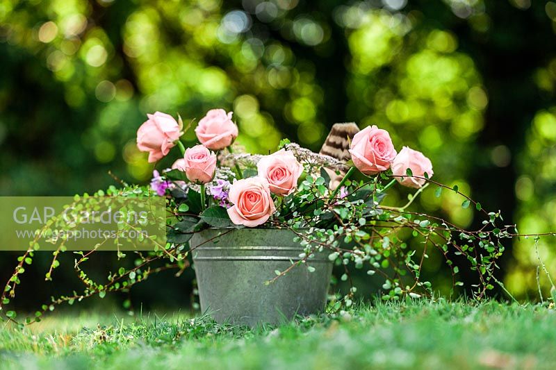 Zinc bucket filled with cut roses and  Muehlenbeckia axillaris on lawn.  